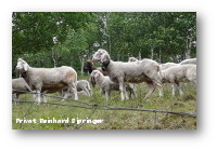 Schafswolle Kopfkissen