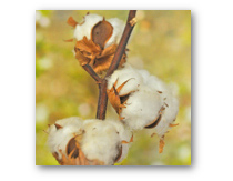 Baumwolle Plüsch | Decken